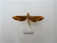 藏品(斜綠天蛾)的圖片